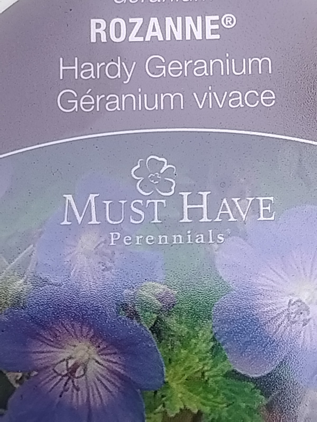 FREE SHIPPING 4 SET ROZANNE HARDY GERANIUM ( CONSIDERED BEST!) LONG BLOOMING