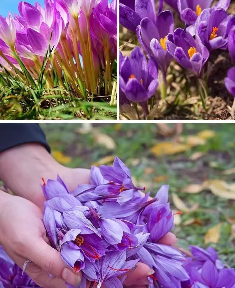 20 EXOTIC RARE CROCUS SEEDS for garden flower beds plant bush USA SELLER USPS
