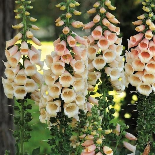 100+ Apricot Beauty Digitalis seeds