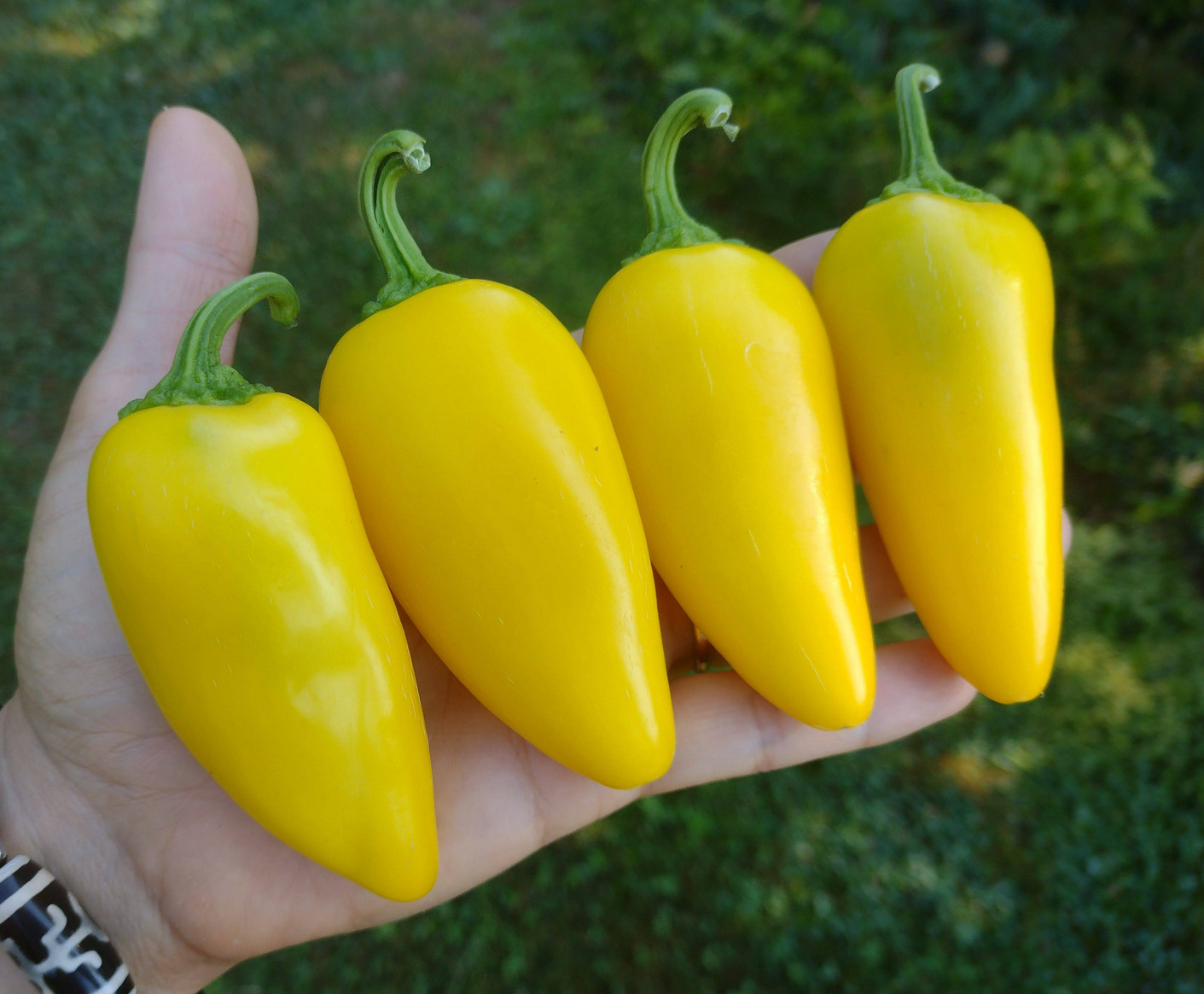 35 NuMex Lemon Spice Yellow Jalapeno Pepper Seeds – Open Pollinated – High Yield