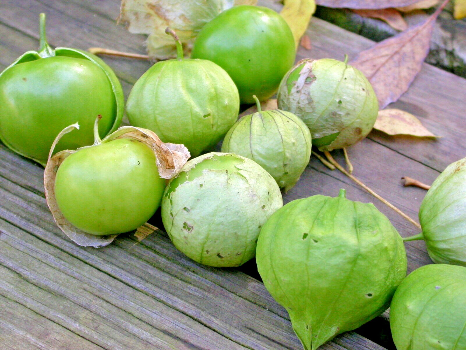 101+TOMATILLO GIGANTE Seeds Organic Summer Vegetable Garden Container Easy Grow