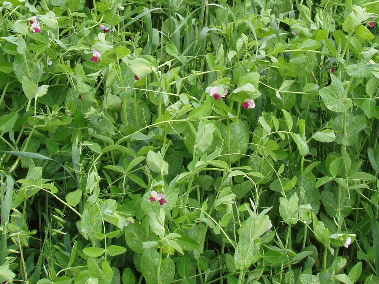 Vale Field Pea Seed Food Plot Cover Crop Annual Growth 5 Lbs. Bag NEW