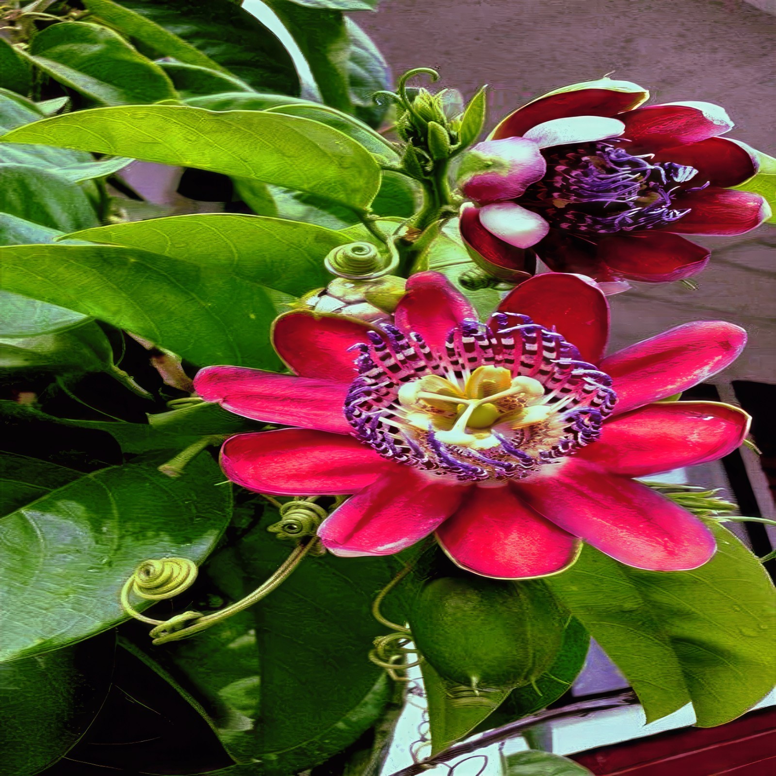 10 GIANT GRANADILLA SEEDS Passiflora quadrangularis Passionfruit Flower Plant