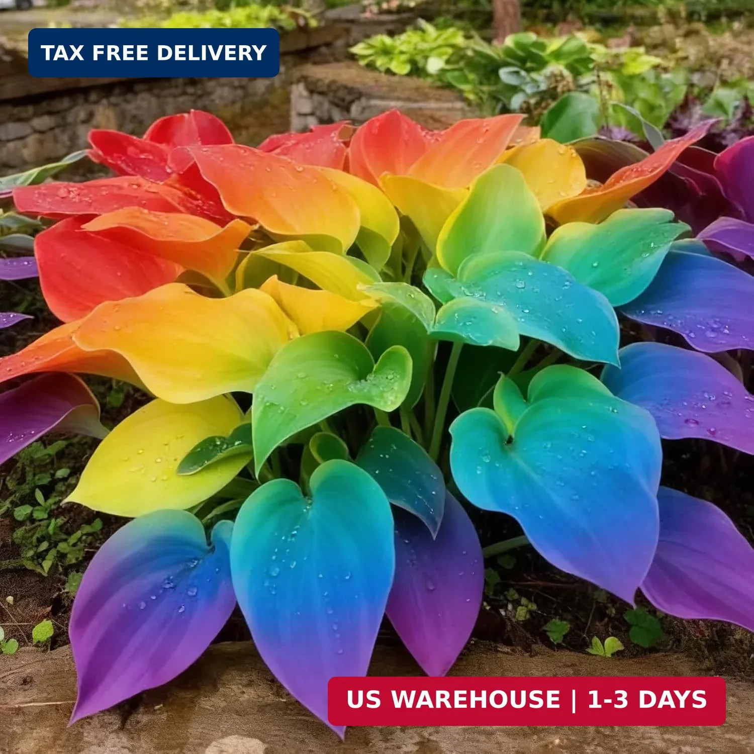 200+ Hosta Seeds for Planting, Perennial Hosta Seed, Attract Pollinators, Non-GM