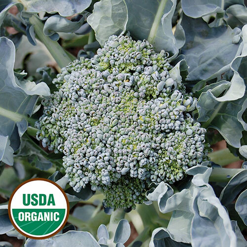 BROCCOLI Green Sprouting CALABRESE ORGANIC HEIRLOOM Pure Seed 500 Seeds