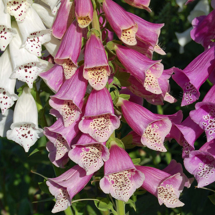 2000 SEEDS – Foxglove Excelsior Mix SHADE/ SUN GroCo USA*- BUY ANY 15-SHIPS FREE