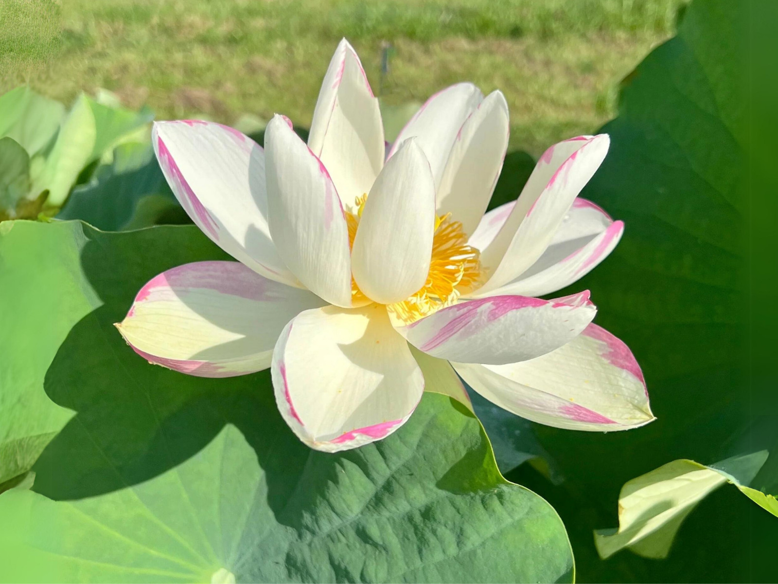 5 Rare Seeds| Empress Lotus Seeds – Indian Lotus (Nelumbo nucifera) Seeds