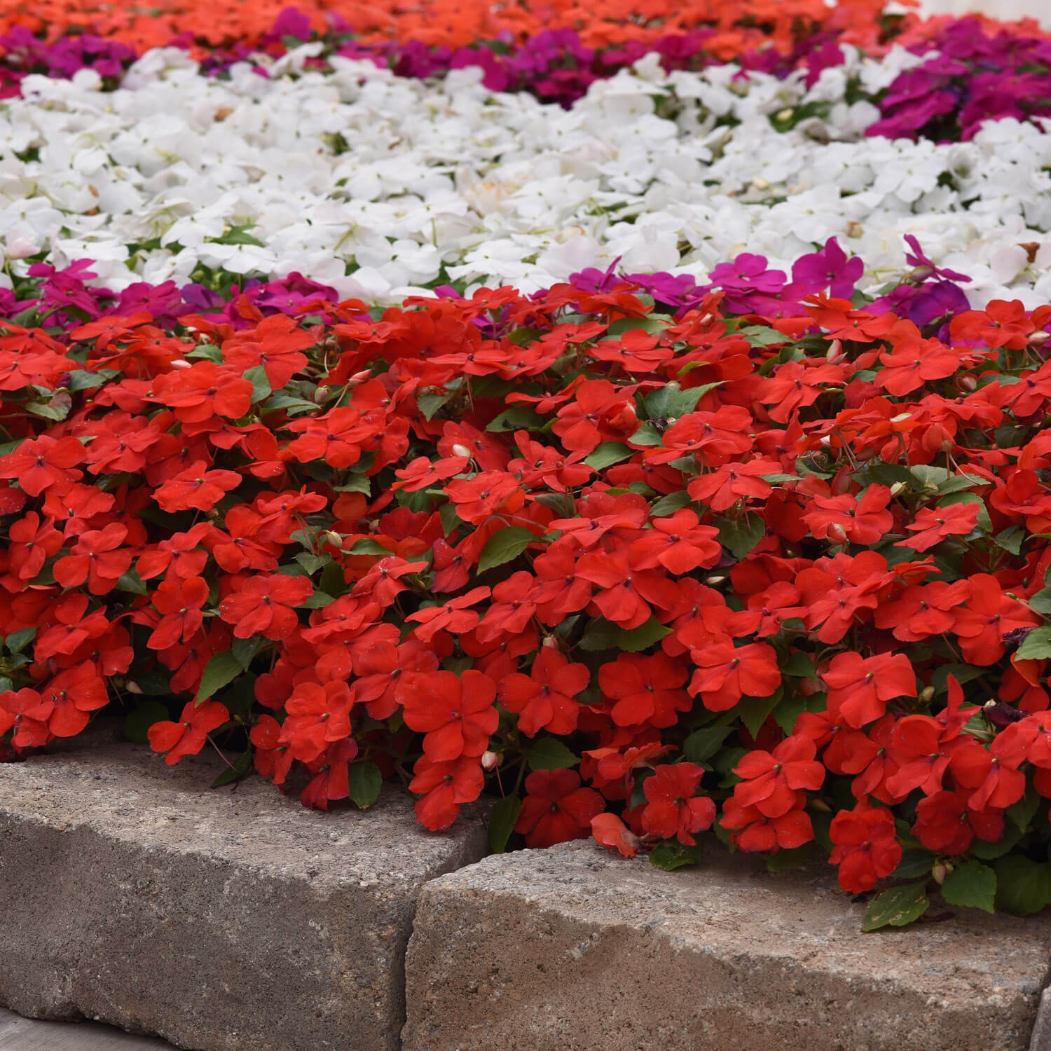 75 Seeds Bright Red Impatiens Container Plant Flower Seeds