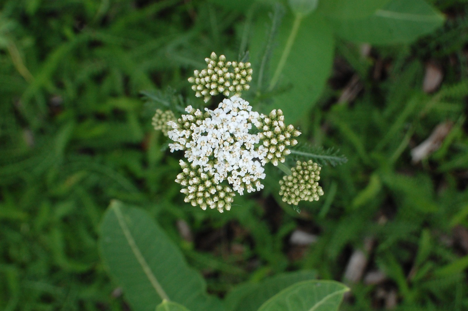 White Yarrow Seeds/1 gram +/Achillea millefolium L./Native US Plant/Medicinal