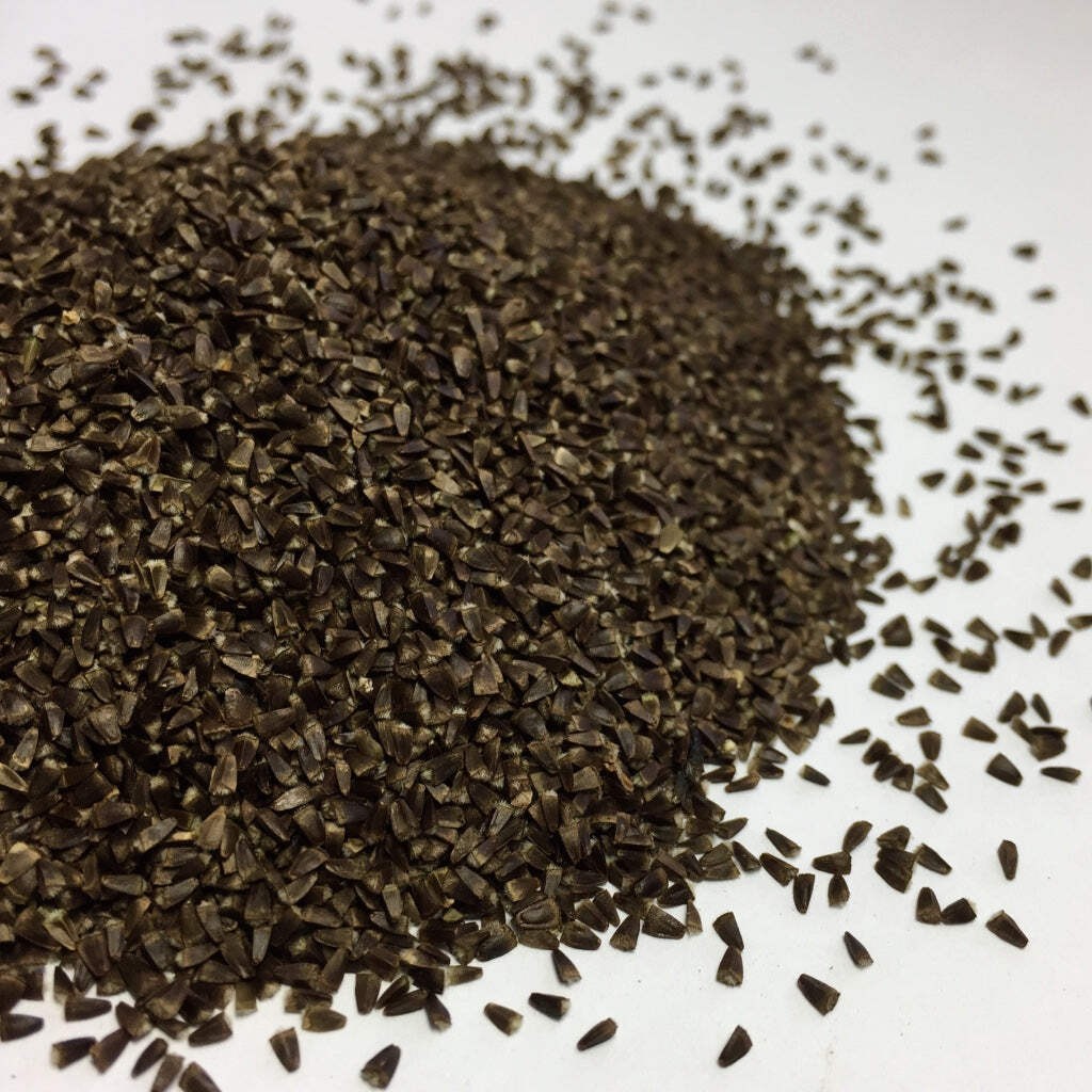 Motherwort Seeds (Leonurus cardiaca) ~Traditional Herb Pollinator Garden