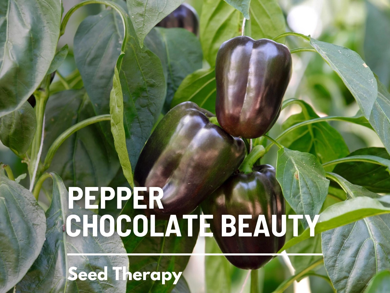 Pepper, Chocolate Sweet Bell – 30 Seeds – Heirloom Vegetable – Large Bell Pepper