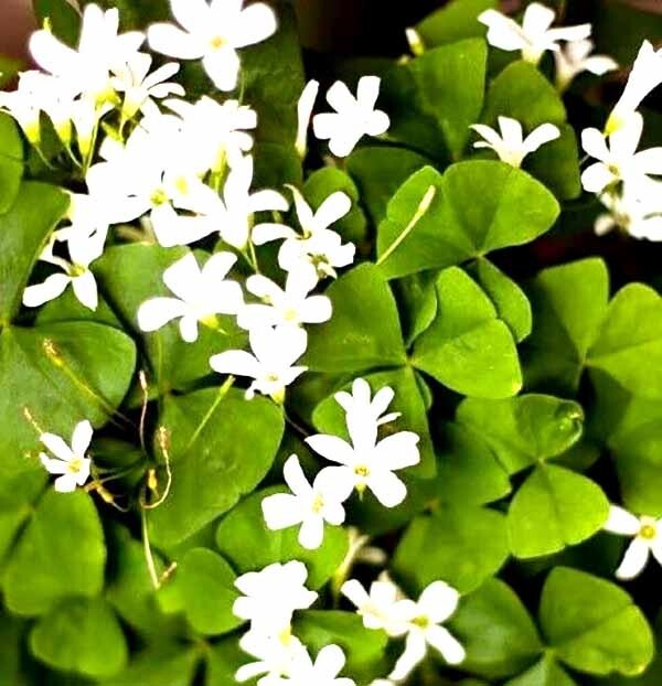 White Shamrock plant 10 Bulbs Oxalis Triangularis perennial Easy to Grow