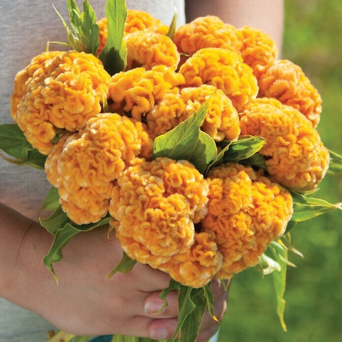 30 Celosia Chief Gold seeds
