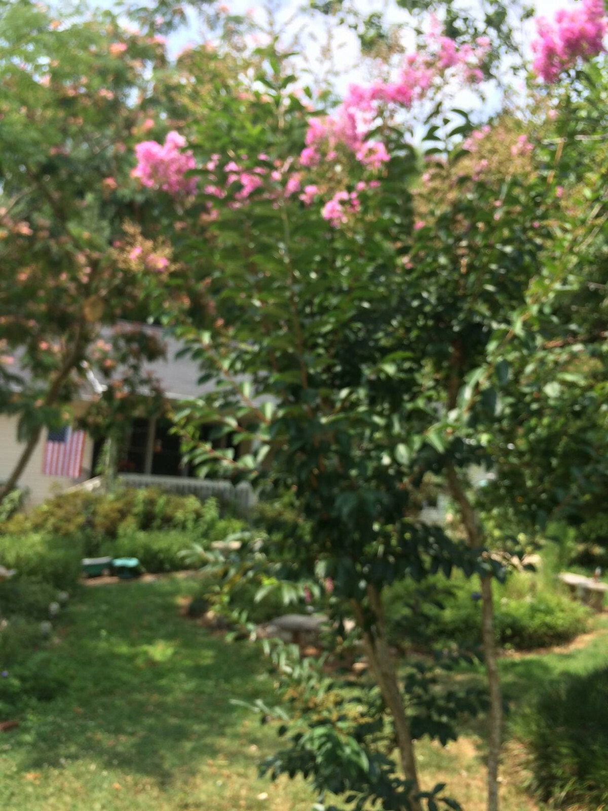 Lot of 3 Kinds of Crepe Myrtle Bushes White, Pink and Fushia Red Over 75 Seeds