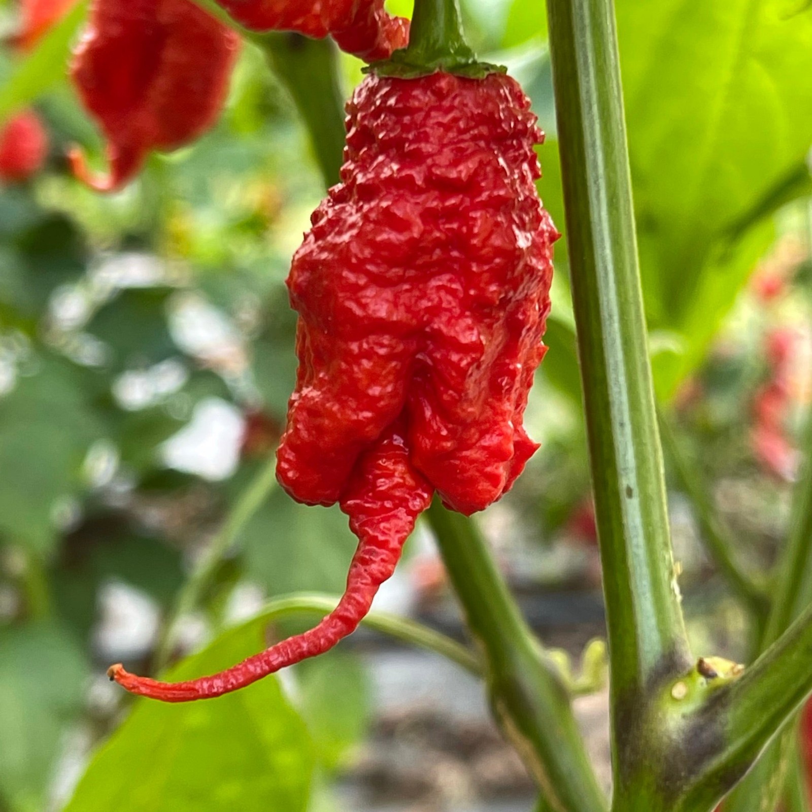 Red Hot Summer Deluxe – 48 Superhot Seeds -Reaper, Primo, Ghost & Death Spiral