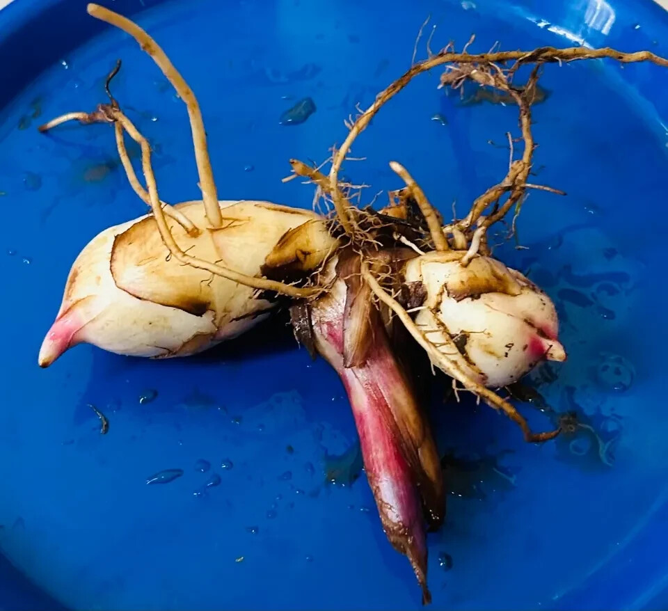 3PCS Organic Red Canna Lily bulbs Rhizomes 4-5 feet green leaves ready to plant