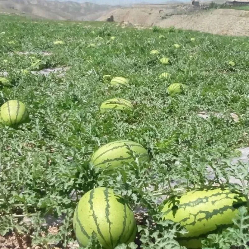 50 Seeds Giant Red Watermelon Huge 50LB+ Fruit Heirloom Vegetable Garden Veg