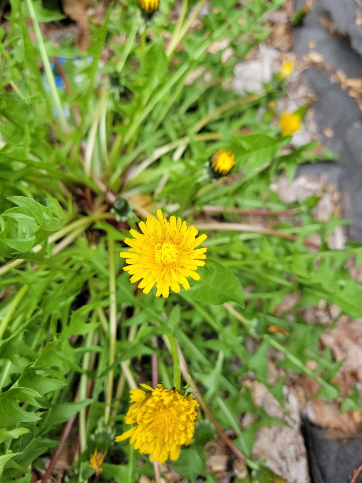 2000+ SEEDS – Dandelion BULK! perennial yellow flower USA