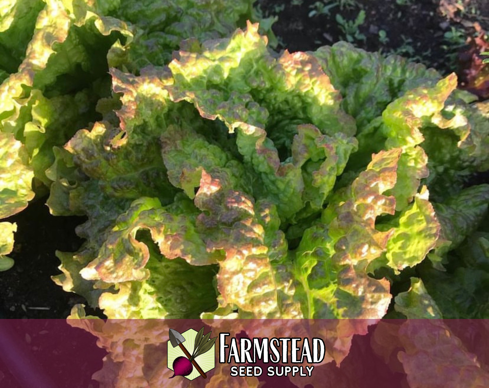 5000+ Lettuce Seeds [Prizehead] Vegetable Gardening, Heirloom, Non-GMO, USA