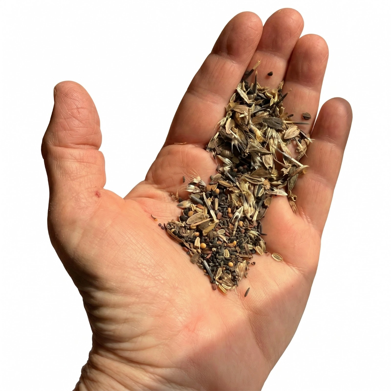 Landscaper’s Pack FULL SEASON POLLINATOR GARDEN Bees Butterflies 5000+ Seeds!