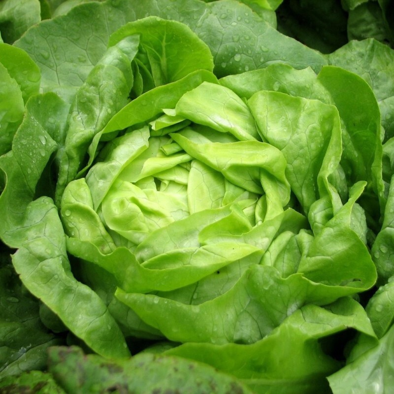 1000+ Lettuce Seeds (Buttercrunch) | Heirloom – NON GMO | USA FREE SHIPPING.