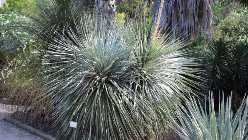 Dasylirion longissima Spineless Sotol 5 Seeds Free Shipping!