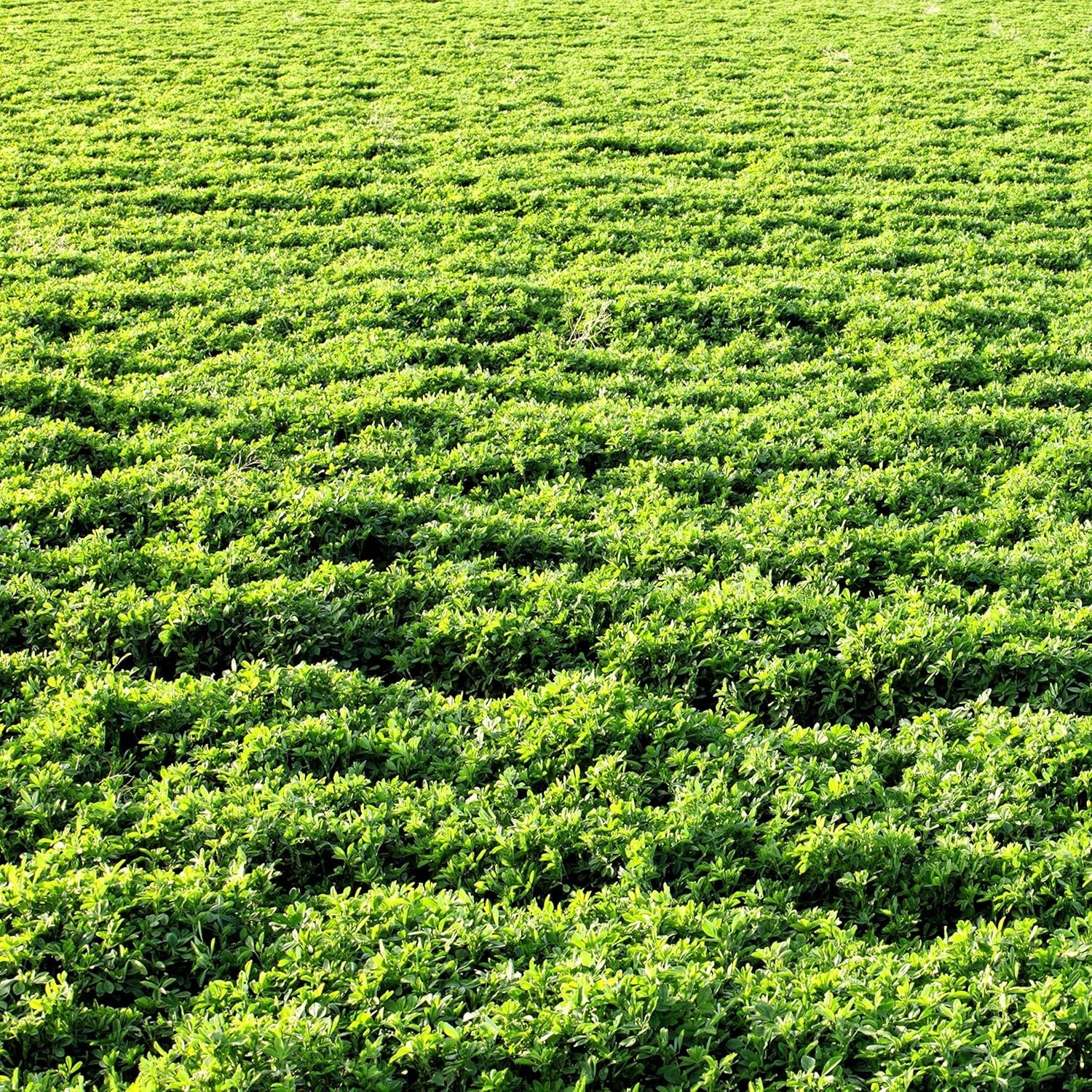 Exceptional 5 lbs Winter Hardy Alfalfa Seeds – Attracts Pollinators, Non-GMO