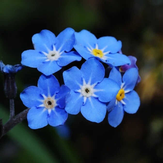 Forget Me Nots Mixed Colors Perennial Early Blooms Pollinators 500 Seeds