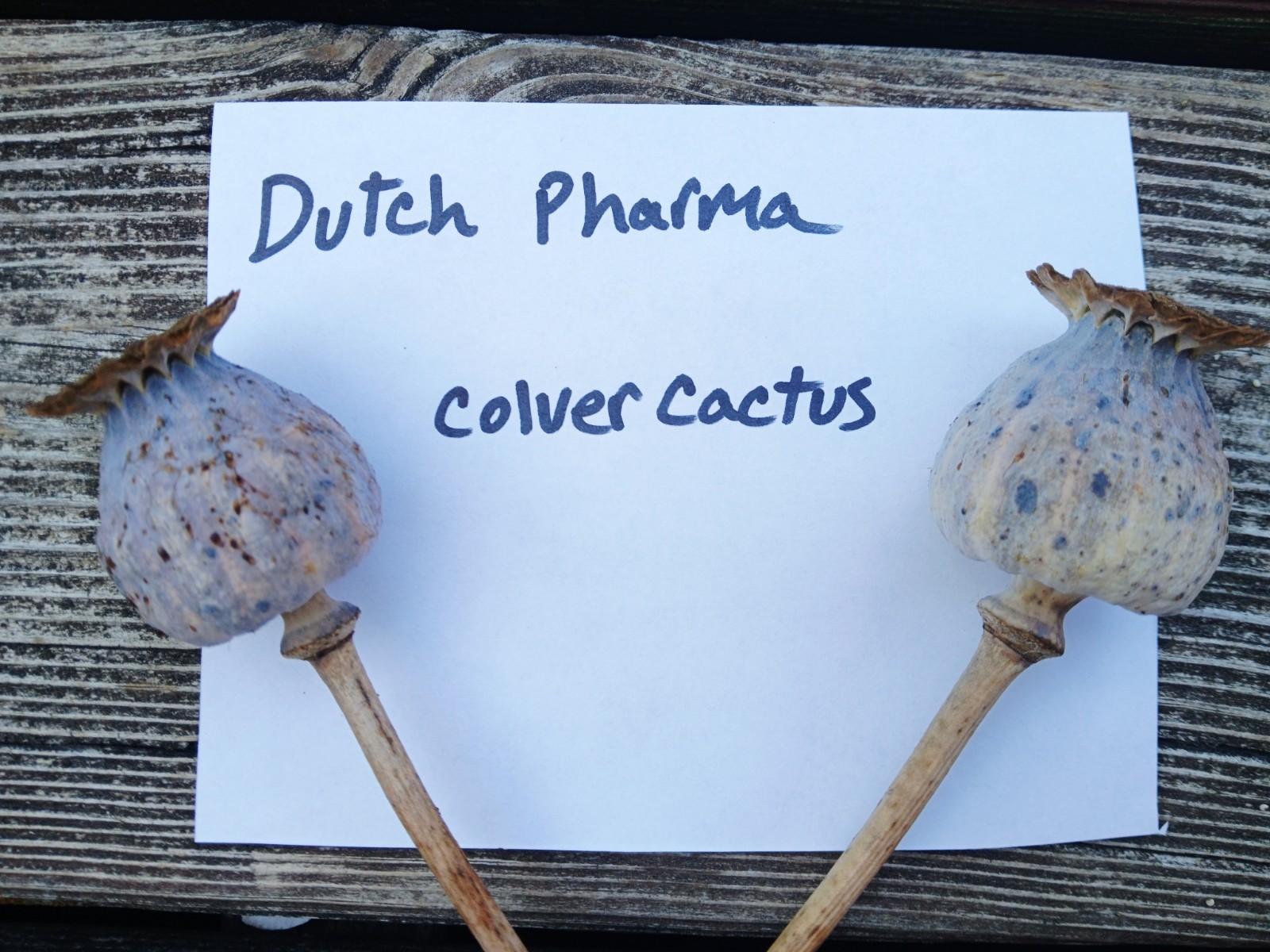Dutch Pharma Poppy Seeds – RARE – 1500 Count (Cold Stratified – US Seller)