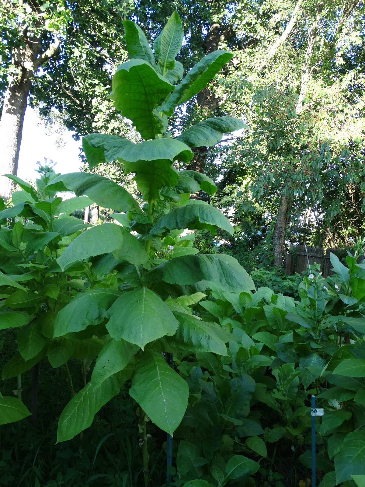 VERY RARE HARMANLI ORIENTAL AROMATIC TOBACCO 2000+ SEEDS 0.2GRAM FRESH 2023 CROP
