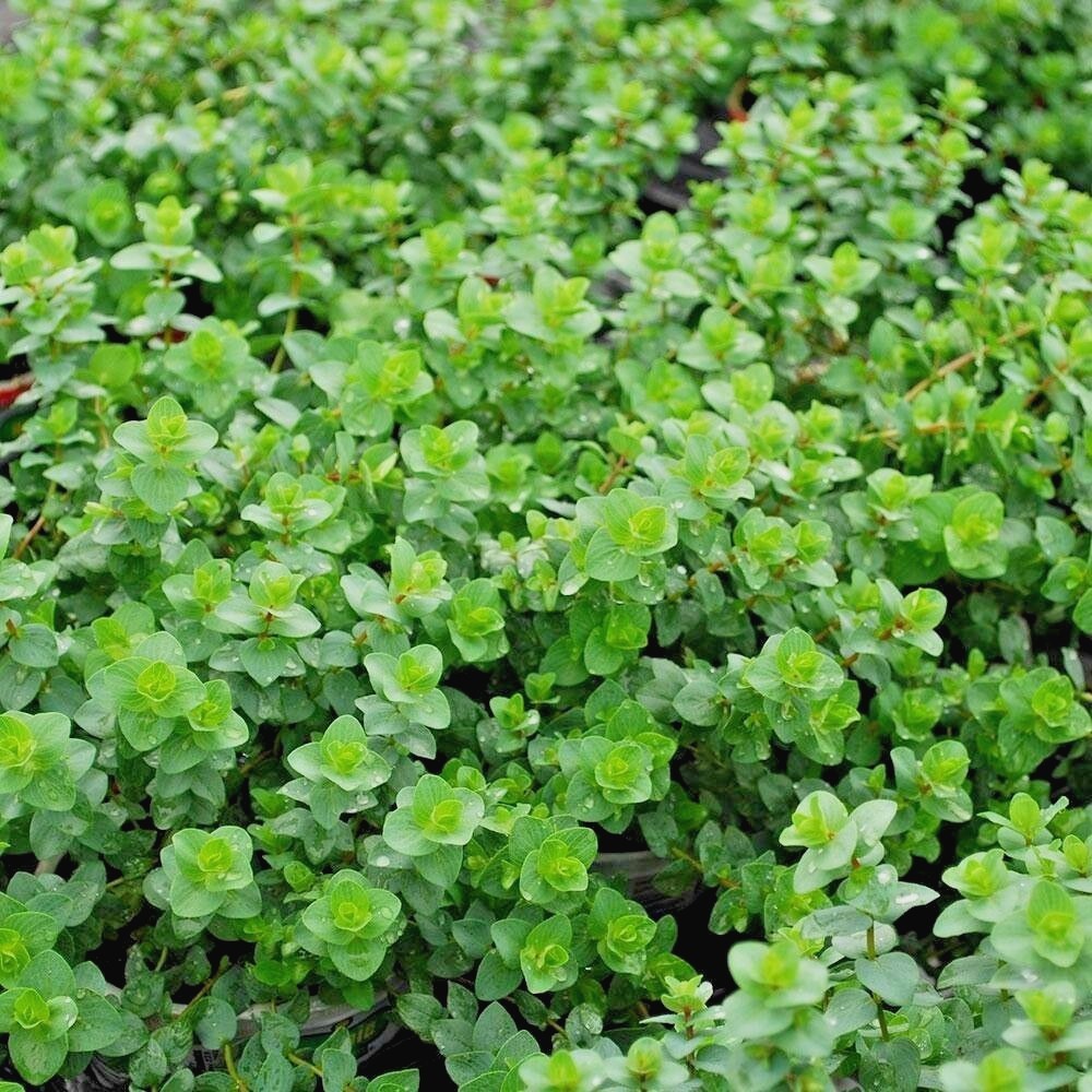 501+ITALIAN OREGANO Seed Organic Herb Patio Container Vegetable Garden Perennial