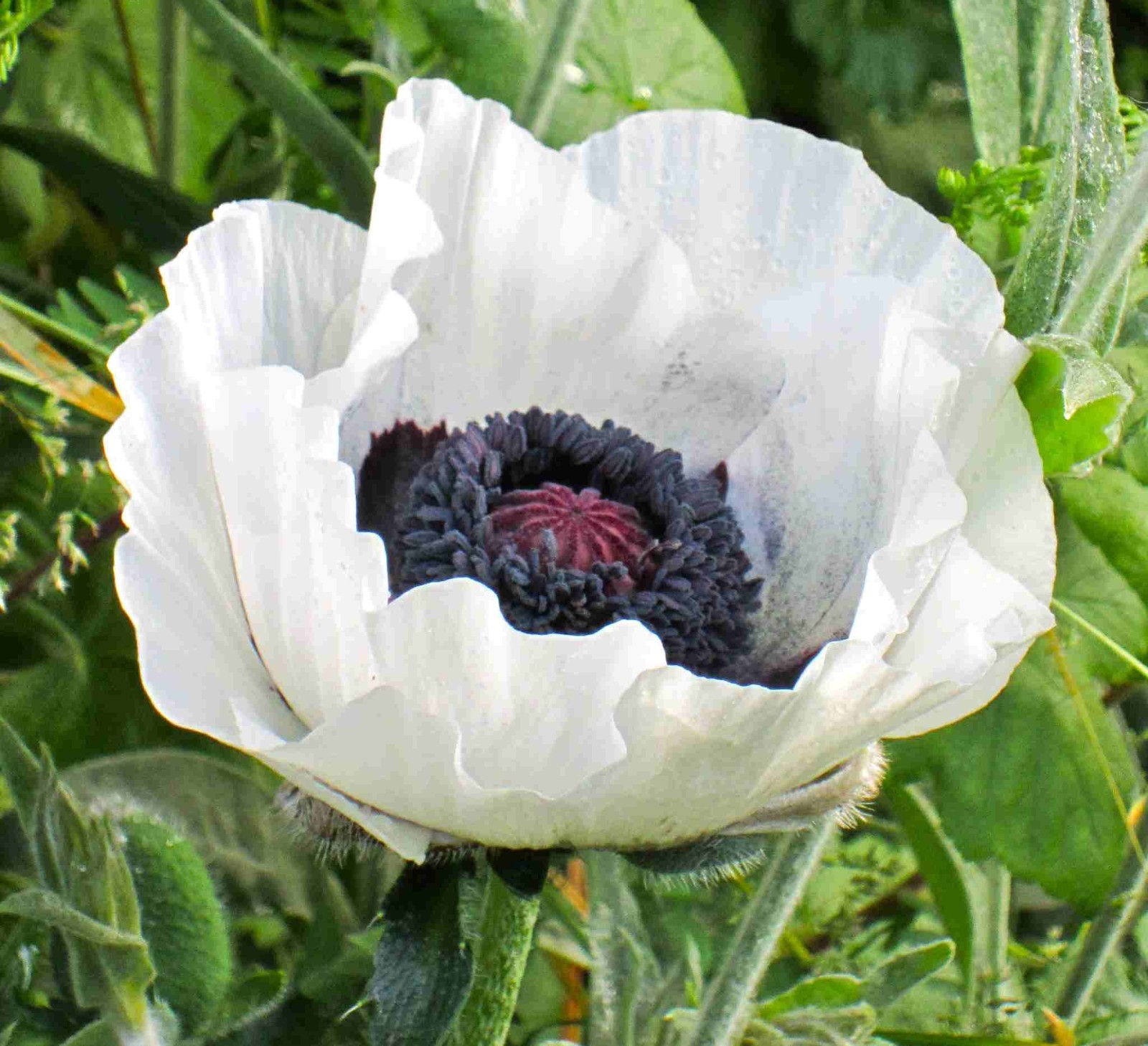 Poppy – Papaver orientale – Oriental Poppy Color Mix seed