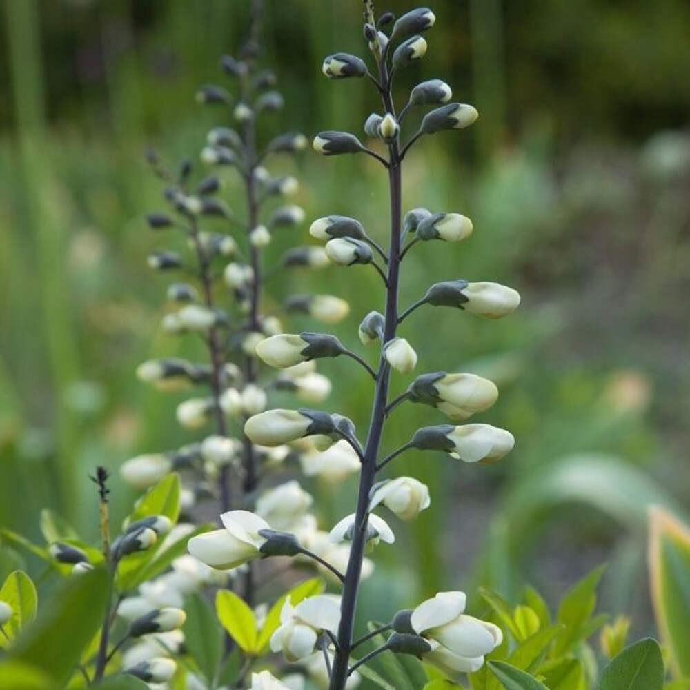 Wild White Indigo Seeds (Baptisia alba) ~Native Perennial Pollinator Garden