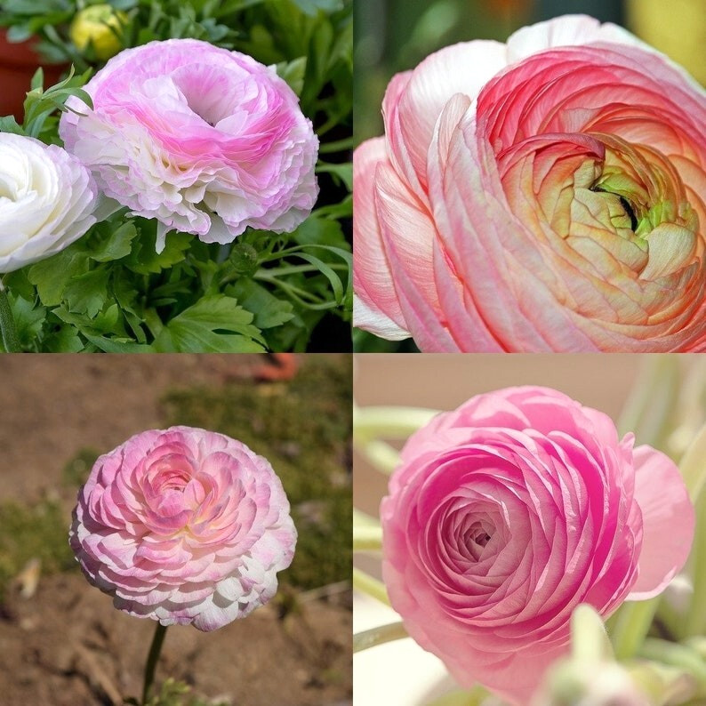 Ranunculus Flower Bulbs 16 Pink Picotee Corms Peony Rose Garden Wedding Bouquet
