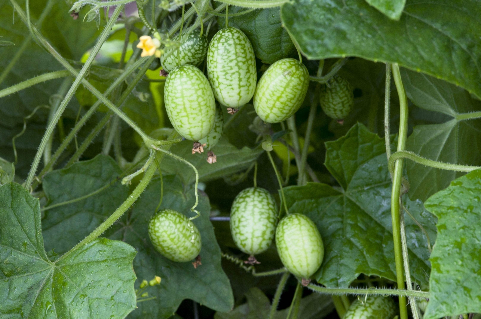 10 CUCAMELON Melothria Scabra Mouse Melon Mexican Mini Watermelon Fruit Seeds