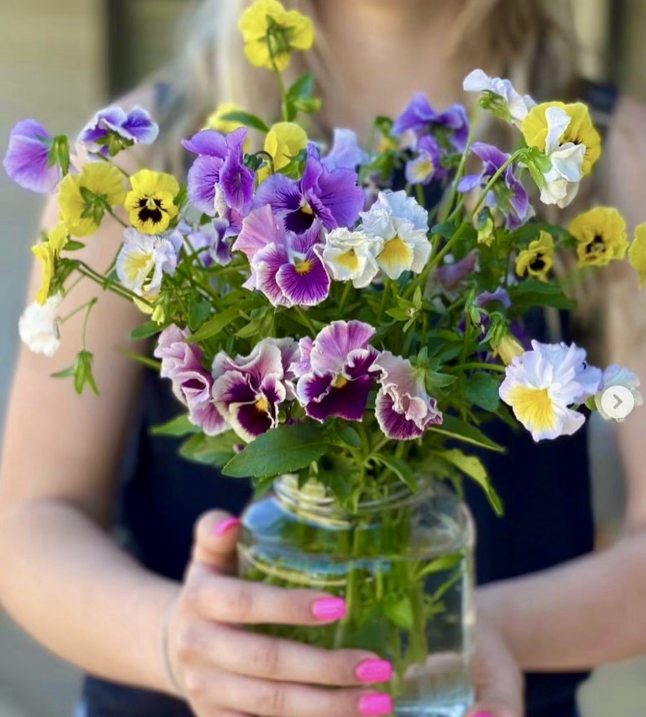 Flamenco Pansy Seeds Italian Purple Yellow Pink Blue Ruffled Mix from Onings
