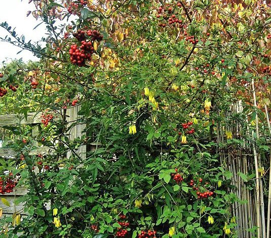 Dactylicapnos scandens | Climbing Bleeding Heart | 20 Seeds