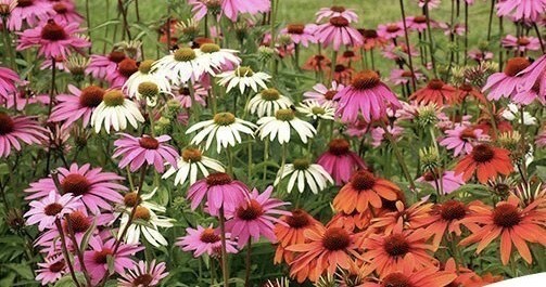 Coneflower Echinacea Seed Mix – NON-GMO – Free Shipping