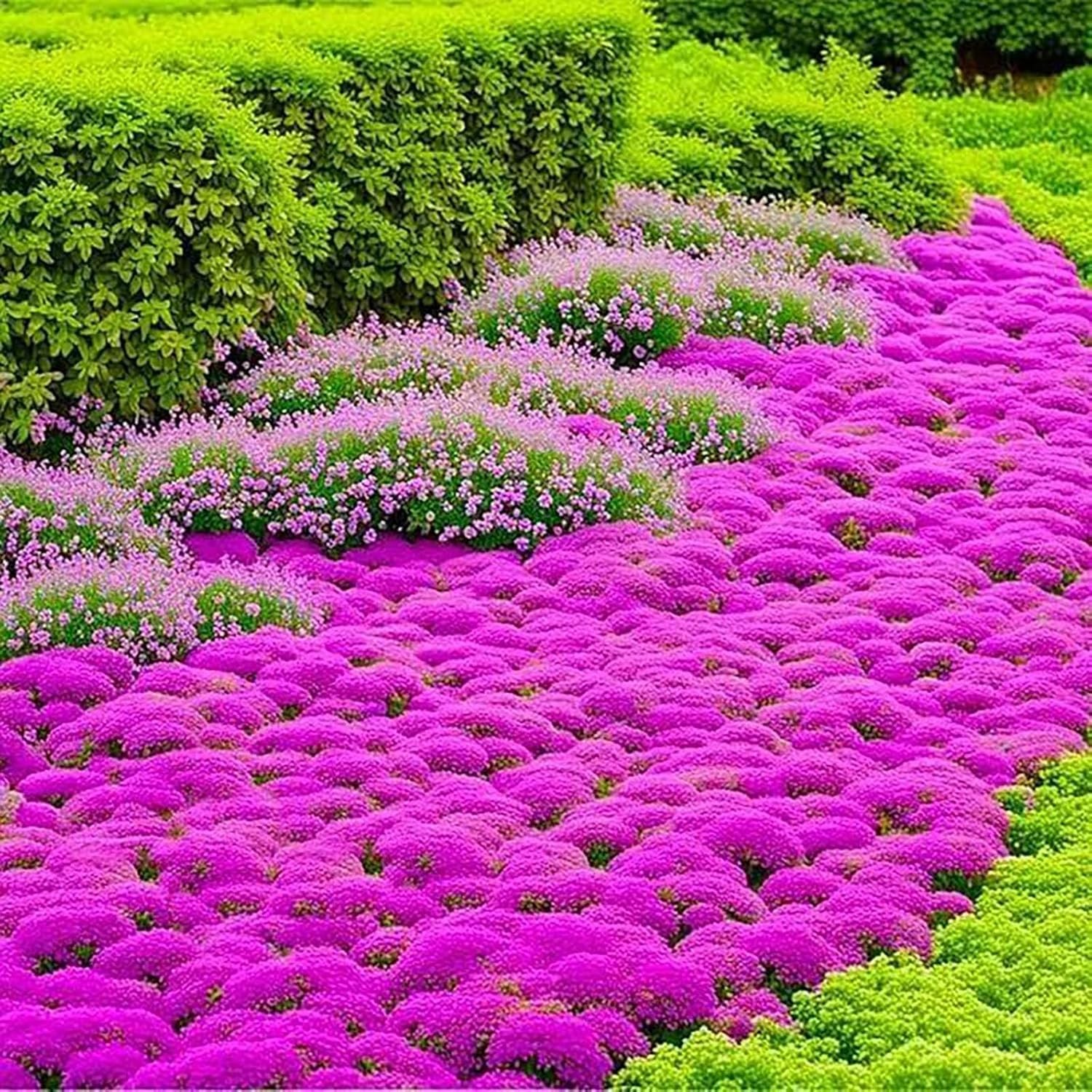 17500+ Creeping Thyme Herb Seeds – Cold-Hardy Perennial Ground Cover Plants, …
