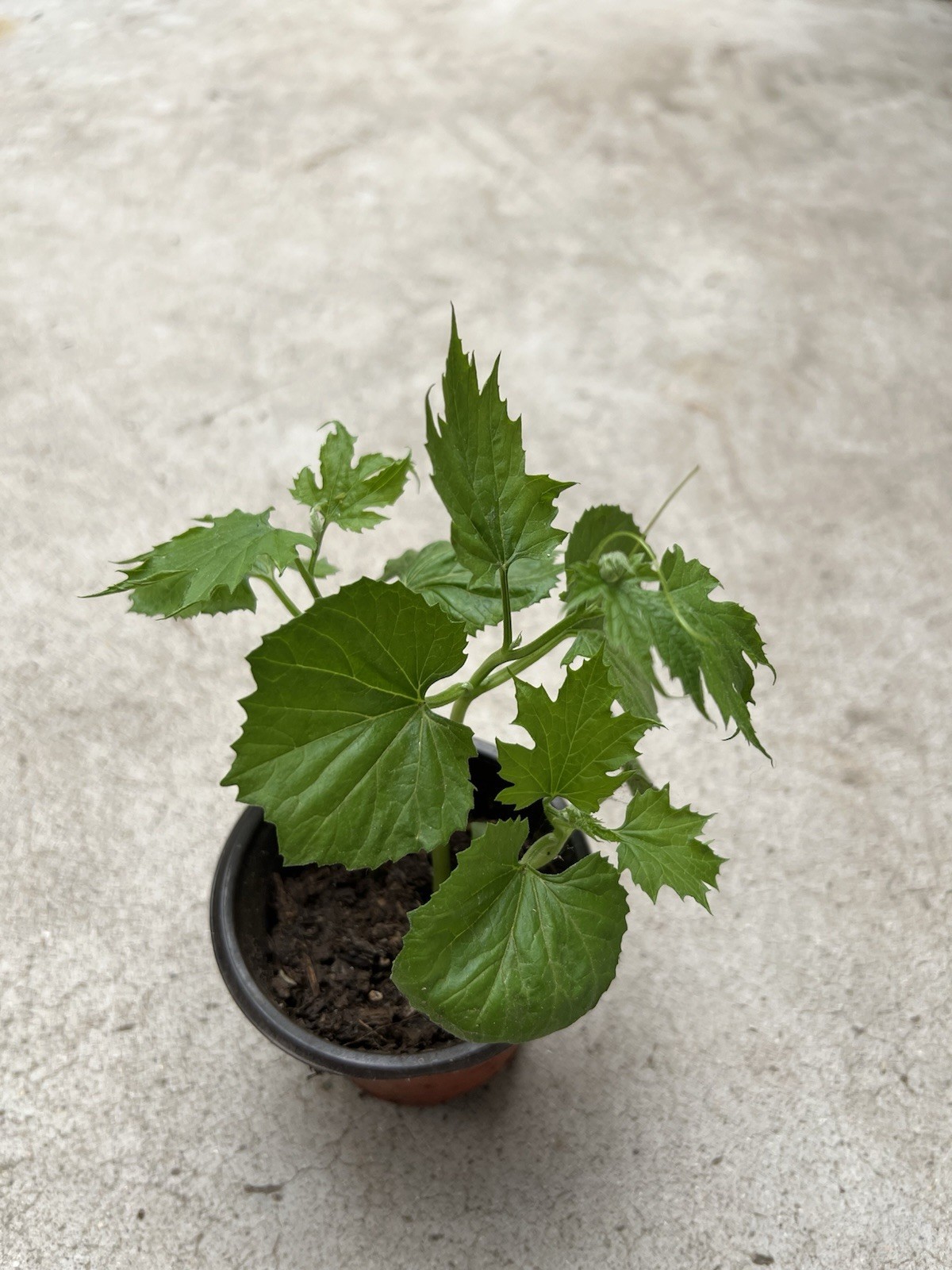 BitterMelon Starter Plant With Pot Live Vegetable Ready To Plant