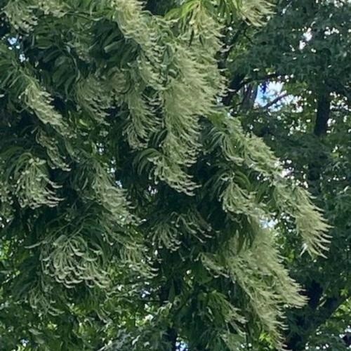 Oxydendrum arboreum Lily of the Valley Tree Sourwood 30 seeds
