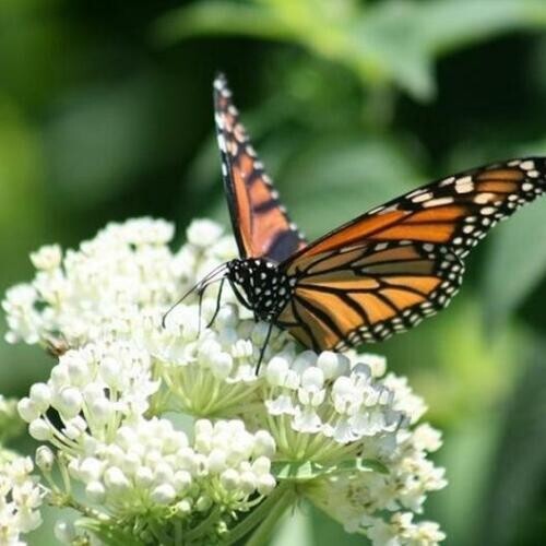 Milkweed SWAMP MIX Perennials Monarch Butterfly Host Plant Non-GMO USA 75 Seeds!