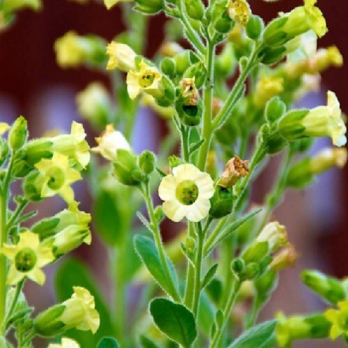 2,500 Ceremonial Sacred Indian Nicotiana Rustica Midewiwan Tobacco Seeds