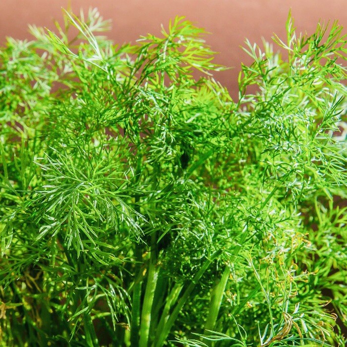 DILL CULINARY HERB SEEDS NON GMO FRESH HARVEST FREE SHIPPING