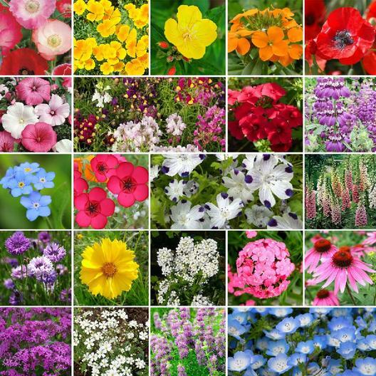 Wildflower Mix PARTIAL SHADE 22 Heirloom Flower Species USA Non-GMO 500+ Seeds!
