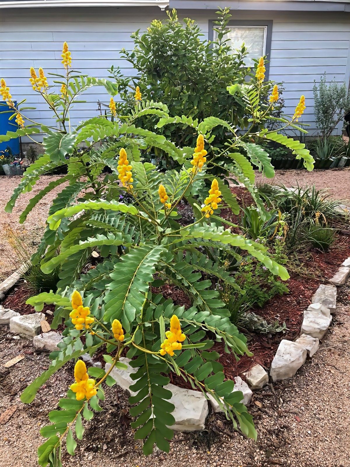 20 CANDLE BUSH SEEDS Cassia Alata Senna Tree Plant “Flowers Attract Butterflies”