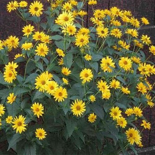 40 Heliopsis GoldenSun Yellow Sunflower Perennial Seeds~Brooklyn Botanical Club