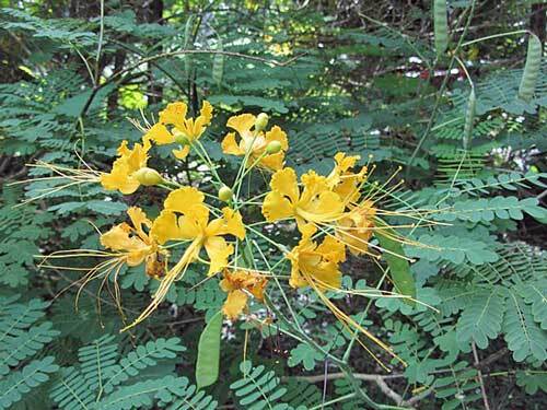 Caesalpinia pulcherrima | Yellow Mexican Bird of Paradise | 5 Seeds