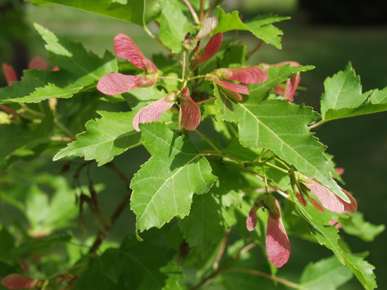 Flame Amur Maple, Acer ginnala Flame, Tree Seeds (Fall Color, Hardy, Bonsai)