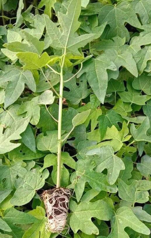 25+ Dwarf Hawaiian Solo Sunrise Strawberry Papaya Tree Seeds Carica Du Du Mo Vit